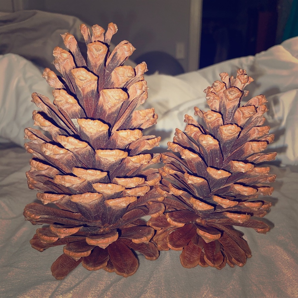 Natural Pinecones 15 per bundle